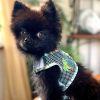 Cool Mesh Dog Harness with Leash